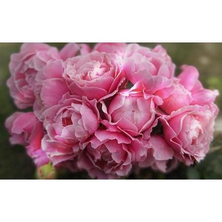 ふるさと納税 バラ苗 Apple Roses ‘ストロベリー・スウィング’ 大苗6号ポット植え 埼玉県飯能市